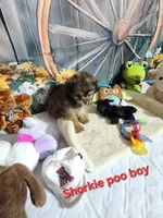 Sadie's brown, a male Shorkie for sale in Valley Head, AL – Photo 4 of 4