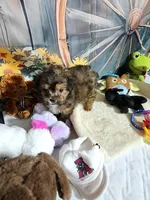 Sadie's brown, a male Shorkie for sale in Valley Head, AL – Photo 3 of 4