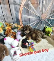 Sadie's brown, a male Shorkie for sale in Valley Head, AL – Photo 2 of 4