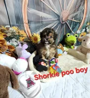 Sadie's brown, a male Shorkie for sale in Valley Head, AL – Photo 1 of 4