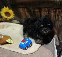 Pebbles boy #2, a male Poodle - Toy  for sale in Valley Head, AL – 3 of 4