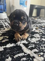 Roxy, a female Rottweiler and American Bully for sale in Watertown, NY – Photo 3 of 3