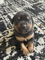 Roxy, a female Rottweiler and American Bully for sale in Watertown, NY – Photo 2 of 3