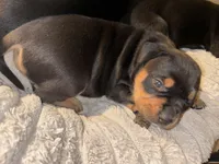 Roxy, a female Rottweiler and American Bully for sale in Watertown, NY – Photo 1 of 3