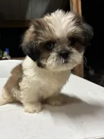 Capullito, a male Shih Tzu for sale in Fort Worth, TX – 2 of 3