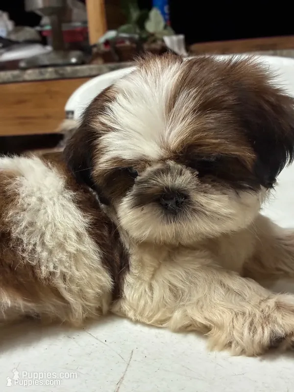 Sirena  – Shih Tzu puppy for sale in Fort Worth, TX