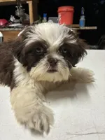 Chico , a male Shih Tzu for sale in Fort Worth, TX – 2 of 2