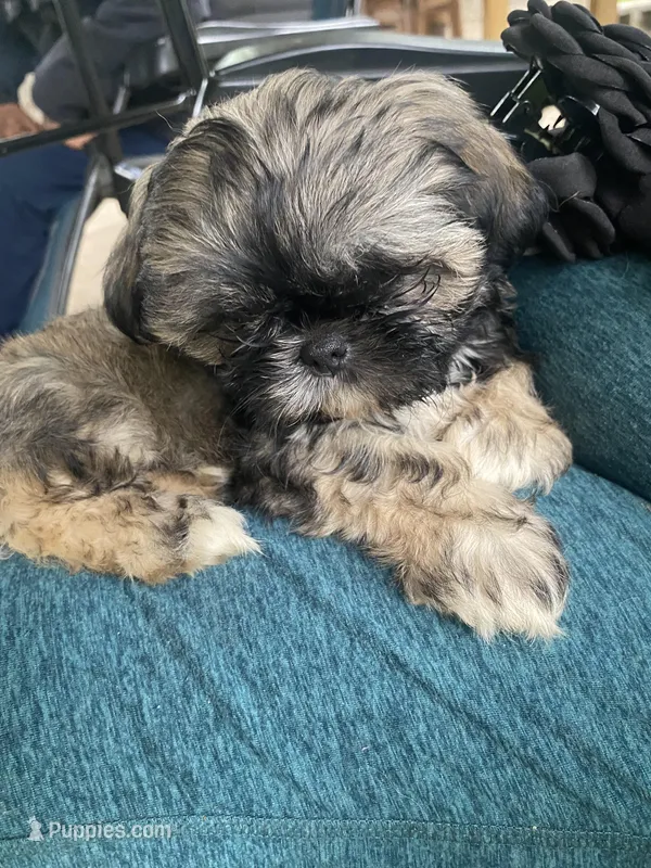 Osa, a female Shih Tzu for sale in Fort Worth, TX – Photo 1 of 1