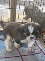 Shapin, a male Mal Shi for sale in Fort Worth, TX – 2 of 2