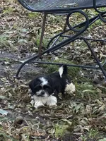 Bombón , a male Shih Tzu for sale in Fort Worth, TX – 2 of 2