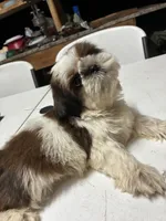 Peluche, a male Shih Tzu for sale in Fort Worth, TX – 3 of 3
