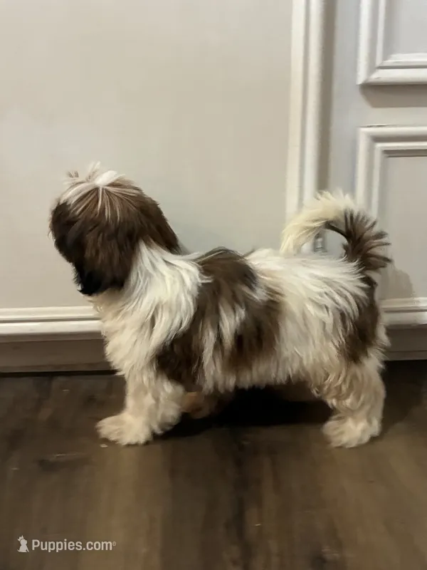 Sirenita – Shih Tzu puppy for sale in Fort Worth, TX