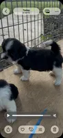 Roy , a male Shih Tzu for sale in Fort Worth, TX – 2 of 2