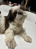 Peluche, a male Shih Tzu for sale in Fort Worth, TX – 2 of 3