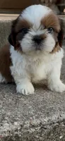 Tobito, a male Shih Tzu for sale in Fort Worth, TX – 2 of 2
