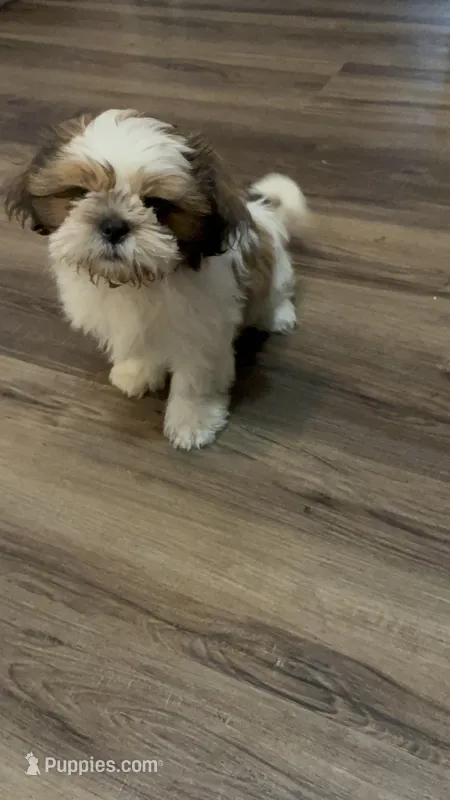 Toy, a male Shih Tzu for sale in Fort Worth, TX – 1 of 2