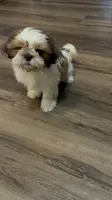 Toy, a male Shih Tzu for sale in Fort Worth, TX – 1 of 2