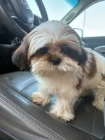 Sirenita, a female Shih Tzu for sale in Fort Worth, TX – 2 of 2