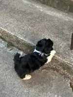 Bombón , a male Shih Tzu for sale in Fort Worth, TX – 2 of 3