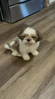 Toy, a male Shih Tzu for sale in Fort Worth, TX – 2 of 2