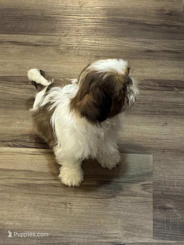 Toby  – Shih Tzu puppy for sale in Fort Worth, TX
