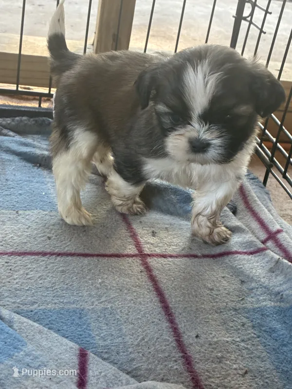 Shapin – Mal Shi puppy for sale in Fort Worth, TX