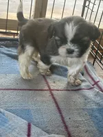 Shapin, a male Mal Shi for sale in Fort Worth, TX – 1 of 2