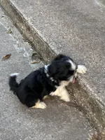 Bombón , a male Shih Tzu for sale in Fort Worth, TX – 3 of 3