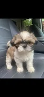 Peluche , a male Shih Tzu for sale in Fort Worth, TX – 1 of 1