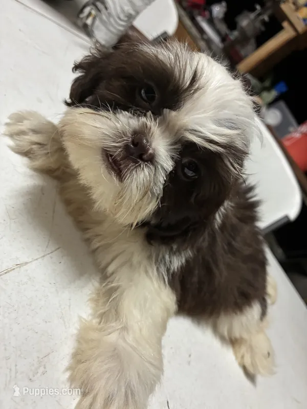 Bombón  – Shih Tzu puppy for sale in Fort Worth, TX