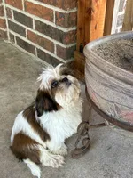 Sirenita, a female Shih Tzu for sale in Fort Worth, TX – 4 of 4