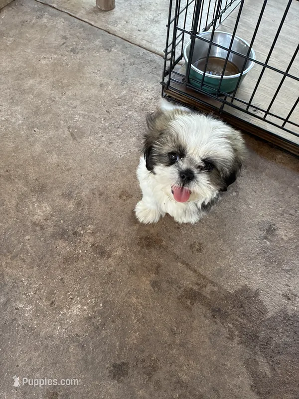 Chico  – Shih Tzu puppy for sale in Fort Worth, TX