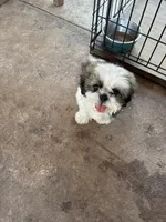 Chico , a male Shih Tzu for sale in Fort Worth, TX – 1 of 1