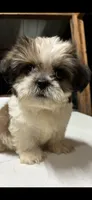Capullito, a male Shih Tzu for sale in Fort Worth, TX – 3 of 3