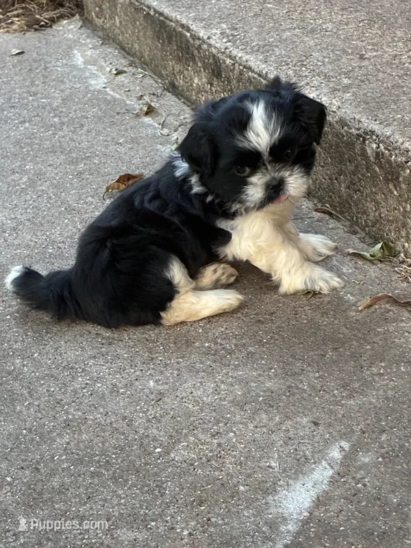 Roy  – Shih Tzu puppy for sale in Fort Worth, TX