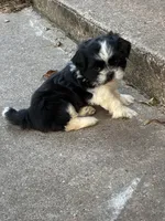 Bombón , a male Shih Tzu for sale in Fort Worth, TX – 1 of 3
