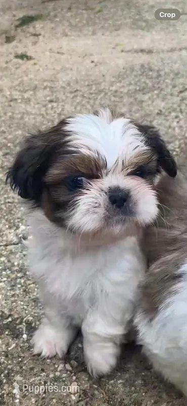 Colorín  – Shih Tzu puppy for sale in Fort Worth, TX
