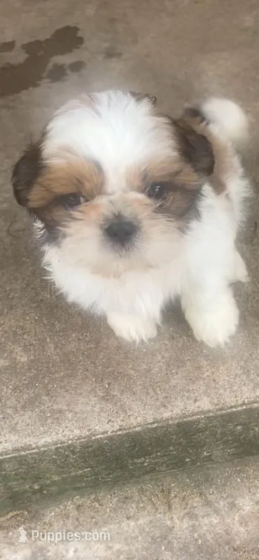 Colorín  – Shih Tzu puppy for sale in Fort Worth, TX