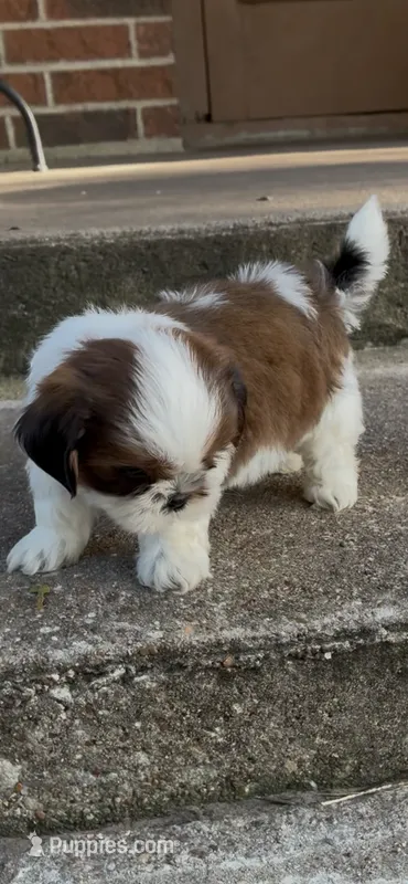 Toby – Shih Tzu puppy for sale in Fort Worth, TX
