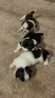 Axel, a male Shih Tzu for sale in Fort Worth, TX – 1 of 2