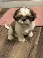 Toby , a male Shih Tzu for sale in Fort Worth, TX – 2 of 2