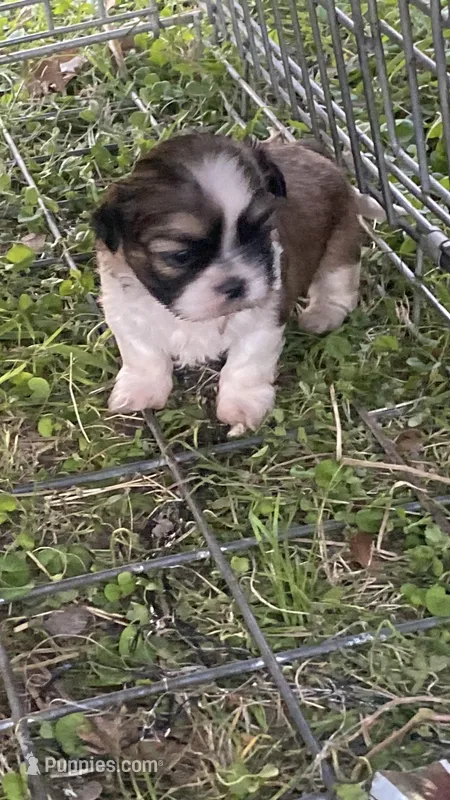 Colorin, a male Shih Tzu for sale in Fort Worth, TX – Photo 1 of 1