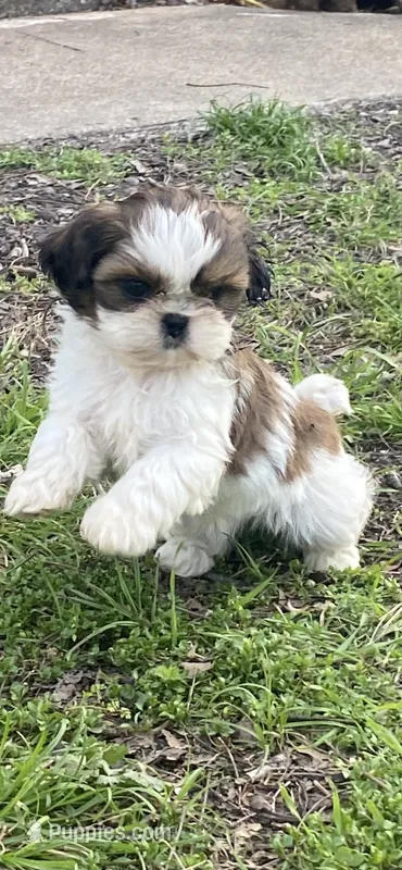 Peluche – Shih Tzu puppy for sale in Fort Worth, TX