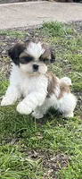 Peluche, a male Shih Tzu for sale in Fort Worth, TX – 1 of 1