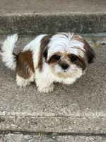 Sirenita, a female Shih Tzu for sale in Fort Worth, TX – 3 of 4