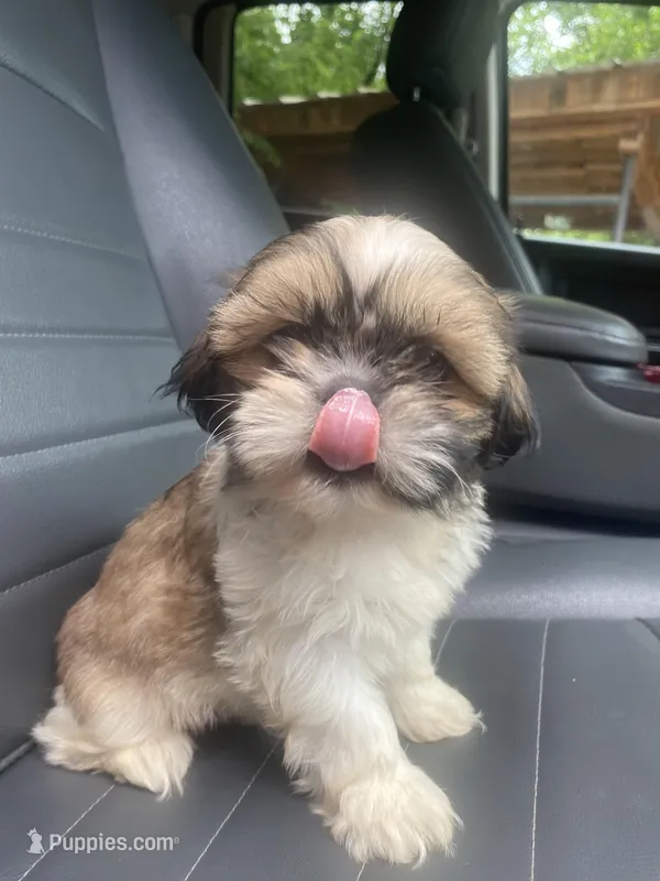 Tobito – Shih Tzu puppy for sale in Fort Worth, TX