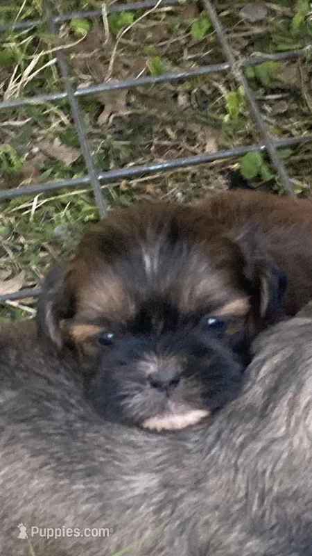 Mistershi – Shih Tzu puppy for sale in Fort Worth, TX