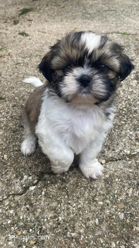 Tobito, a male Shih Tzu for sale in Fort Worth, TX – Photo 1 of 1