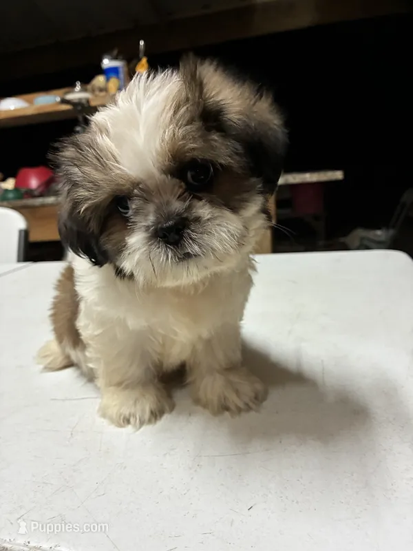 Capullito – Shih Tzu puppy for sale in Fort Worth, TX
