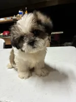Capullito, a male Shih Tzu for sale in Fort Worth, TX – 1 of 3